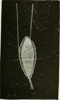 An illustration from The dictionary of needlework : an encyclopaedia of artistic, plain, and fancy needlework dealing fully with the details of all the stitches employed, the method of working, the materials used, the meaning of technical terms, and, where necessary, tracing the origin and history of the various works described (1882)