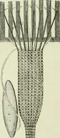 An illustration from The dictionary of needlework : an encyclopaedia of artistic, plain, and fancy needlework dealing fully with the details of all the stitches employed, the method of working, the materials used, the meaning of technical terms, and, where necessary, tracing the origin and history of the various works described (1882)