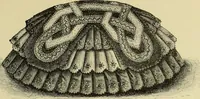 An illustration from The dictionary of needlework : an encyclopaedia of artistic, plain, and fancy needlework dealing fully with the details of all the stitches employed, the method of working, the materials used, the meaning of technical terms, and, where necessary, tracing the origin and history of the various works described (1882)