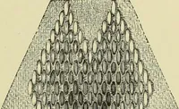 An illustration from The dictionary of needlework : an encyclopaedia of artistic, plain, and fancy needlework dealing fully with the details of all the stitches employed, the method of working, the materials used, the meaning of technical terms, and, where necessary, tracing the origin and history of the various works described (1882)