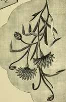 An illustration from The dictionary of needlework : an encyclopaedia of artistic, plain, and fancy needlework dealing fully with the details of all the stitches employed, the method of working, the materials used, the meaning of technical terms, and, where necessary, tracing the origin and history of the various works described (1882)