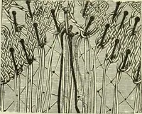 An illustration from The dictionary of needlework : an encyclopaedia of artistic, plain, and fancy needlework dealing fully with the details of all the stitches employed, the method of working, the materials used, the meaning of technical terms, and, where necessary, tracing the origin and history of the various works described (1882)