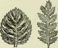 An illustration from The dictionary of needlework : an encyclopaedia of artistic, plain, and fancy needlework dealing fully with the details of all the stitches employed, the method of working, the materials used, the meaning of technical terms, and, where necessary, tracing the origin and history of the various works described (1882)