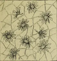 An illustration from The dictionary of needlework : an encyclopaedia of artistic, plain, and fancy needlework dealing fully with the details of all the stitches employed, the method of working, the materials used, the meaning of technical terms, and, where necessary, tracing the origin and history of the various works described (1882)