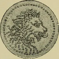 An illustration from The dictionary of needlework : an encyclopaedia of artistic, plain, and fancy needlework dealing fully with the details of all the stitches employed, the method of working, the materials used, the meaning of technical terms, and, where necessary, tracing the origin and history of the various works described (1882)