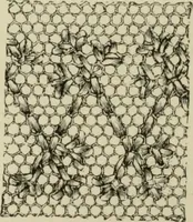 An illustration from The dictionary of needlework : an encyclopaedia of artistic, plain, and fancy needlework dealing fully with the details of all the stitches employed, the method of working, the materials used, the meaning of technical terms, and, where necessary, tracing the origin and history of the various works described (1882)