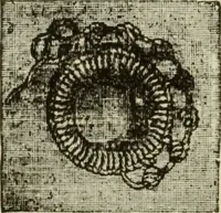 An illustration from The dictionary of needlework : an encyclopaedia of artistic, plain, and fancy needlework dealing fully with the details of all the stitches employed, the method of working, the materials used, the meaning of technical terms, and, where necessary, tracing the origin and history of the various works described (1882)