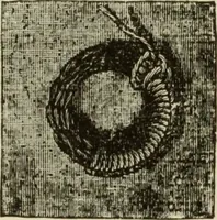 An illustration from The dictionary of needlework : an encyclopaedia of artistic, plain, and fancy needlework dealing fully with the details of all the stitches employed, the method of working, the materials used, the meaning of technical terms, and, where necessary, tracing the origin and history of the various works described (1882)