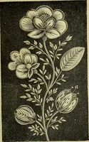 An illustration from The dictionary of needlework : an encyclopaedia of artistic, plain, and fancy needlework dealing fully with the details of all the stitches employed, the method of working, the materials used, the meaning of technical terms, and, where necessary, tracing the origin and history of the various works described (1882)