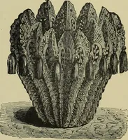 An illustration from The dictionary of needlework : an encyclopaedia of artistic, plain, and fancy needlework dealing fully with the details of all the stitches employed, the method of working, the materials used, the meaning of technical terms, and, where necessary, tracing the origin and history of the various works described (1882)