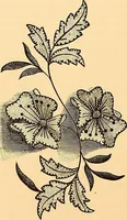 An illustration from The dictionary of needlework : an encyclopædia of artistic, plain, and fancy needlework ... (1882)