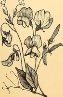 An illustration from The dictionary of needlework : an encyclopædia of artistic, plain, and fancy needlework ... (1882)