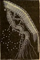 An illustration from The dictionary of needlework : an encyclopædia of artistic, plain, and fancy needlework ... (1882)