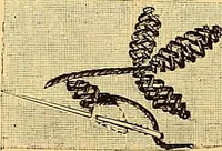 An illustration from The dictionary of needlework : an encyclopædia of artistic, plain, and fancy needlework ... (1882)