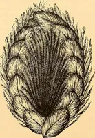An illustration from The dictionary of needlework : an encyclopædia of artistic, plain, and fancy needlework ... (1882)