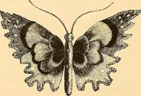 An illustration from The dictionary of needlework : an encyclopædia of artistic, plain, and fancy needlework ... (1882)