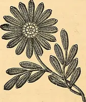 An illustration from The dictionary of needlework : an encyclopædia of artistic, plain, and fancy needlework ... (1882)
