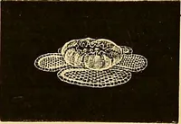 An illustration from The dictionary of needlework : an encyclopædia of artistic, plain, and fancy needlework ... (1882)