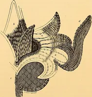 An illustration from The dictionary of needlework : an encyclopædia of artistic, plain, and fancy needlework ... (1882)