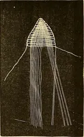 An illustration from The dictionary of needlework : an encyclopædia of artistic, plain, and fancy needlework ... (1882)