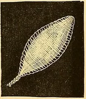 An illustration from The dictionary of needlework : an encyclopædia of artistic, plain, and fancy needlework ... (1882)