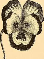 An illustration from The dictionary of needlework : an encyclopædia of artistic, plain, and fancy needlework ... (1882)