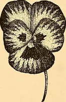 An illustration from The dictionary of needlework : an encyclopædia of artistic, plain, and fancy needlework ... (1882)