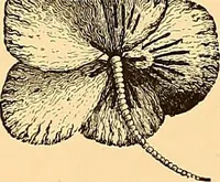 An illustration from The dictionary of needlework : an encyclopædia of artistic, plain, and fancy needlework ... (1882)