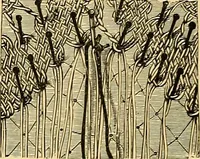 An illustration from The dictionary of needlework : an encyclopædia of artistic, plain, and fancy needlework ... (1882)