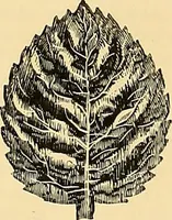 An illustration from The dictionary of needlework : an encyclopædia of artistic, plain, and fancy needlework ... (1882)