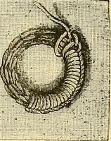 An illustration from The dictionary of needlework : an encyclopædia of artistic, plain, and fancy needlework ... (1882)