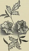 An illustration from The dictionary of needlework : an encyclopædia of artistic, plain, and fancy needlework ... (1882)