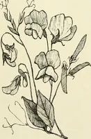 An illustration from The dictionary of needlework : an encyclopædia of artistic, plain, and fancy needlework ... (1882)