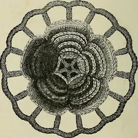 An illustration from The dictionary of needlework : an encyclopædia of artistic, plain, and fancy needlework ... (1882)