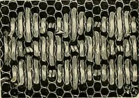 An illustration from The dictionary of needlework : an encyclopædia of artistic, plain, and fancy needlework ... (1882)