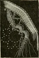 An illustration from The dictionary of needlework : an encyclopædia of artistic, plain, and fancy needlework ... (1882)