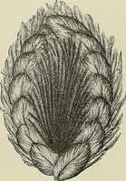 An illustration from The dictionary of needlework : an encyclopædia of artistic, plain, and fancy needlework ... (1882)