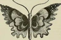 An illustration from The dictionary of needlework : an encyclopædia of artistic, plain, and fancy needlework ... (1882)