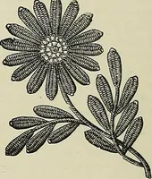 An illustration from The dictionary of needlework : an encyclopædia of artistic, plain, and fancy needlework ... (1882)
