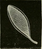 An illustration from The dictionary of needlework : an encyclopædia of artistic, plain, and fancy needlework ... (1882)