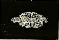 An illustration from The dictionary of needlework : an encyclopædia of artistic, plain, and fancy needlework ... (1882)