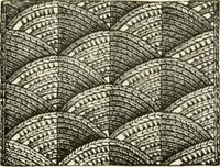 An illustration from The dictionary of needlework : an encyclopædia of artistic, plain, and fancy needlework ... (1882)