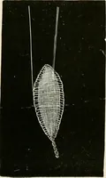 An illustration from The dictionary of needlework : an encyclopædia of artistic, plain, and fancy needlework ... (1882)