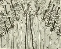 An illustration from The dictionary of needlework : an encyclopædia of artistic, plain, and fancy needlework ... (1882)