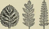 An illustration from The dictionary of needlework : an encyclopædia of artistic, plain, and fancy needlework ... (1882)