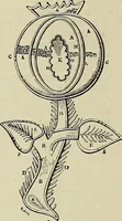 Picture 85 of 571 from The dictionary of needlework : an encyclopædia of artistic, plain, and fancy needlework ... (1882), leaf 85