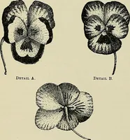 Picture 99 of 571 from The dictionary of needlework : an encyclopædia of artistic, plain, and fancy needlework ... (1882), leaf 97