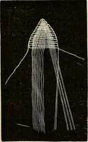 An illustration from The dictionary of needlework : an encyclopaedia of artistic, plain, and fancy needlework. Dealing fully with the details of all the stitches employed, the method of working, the materials used, the meaning of technical terms, and, where necessary, tracing the origin and history of the various works described. Illustrated with upwards of 800 wood engravings, and coloured plates. Plain sewing, textiles, dressmaking, appliances, and terms (1885)