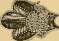 An illustration from The dictionary of needlework : an encyclopaedia of artistic, plain, and fancy needlework. Dealing fully with the details of all the stitches employed, the method of working, the materials used, the meaning of technical terms, and, where necessary, tracing the origin and history of the various works described. Illustrated with upwards of 800 wood engravings, and coloured plates. Plain sewing, textiles, dressmaking, appliances, and terms (1885)