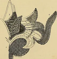 An illustration from The dictionary of needlework : an encyclopaedia of artistic, plain, and fancy needlework. Dealing fully with the details of all the stitches employed, the method of working, the materials used, the meaning of technical terms, and, where necessary, tracing the origin and history of the various works described. Illustrated with upwards of 800 wood engravings, and coloured plates. Plain sewing, textiles, dressmaking, appliances, and terms (1885)